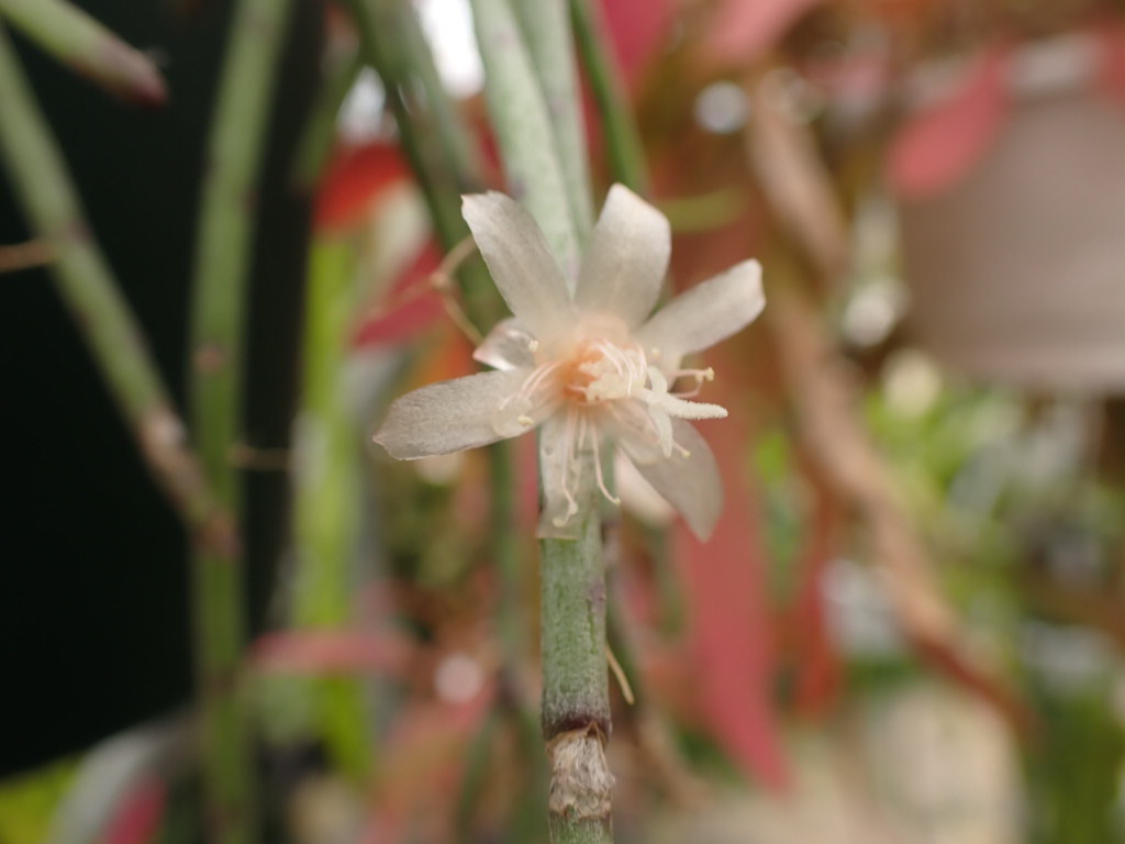 狂い咲き？？Rhipsaris puniceodiscus