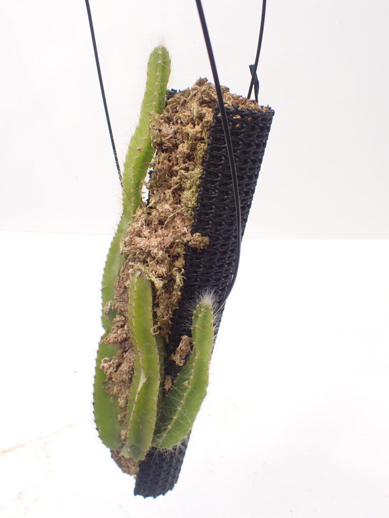 水苔で吊りを作ったよ