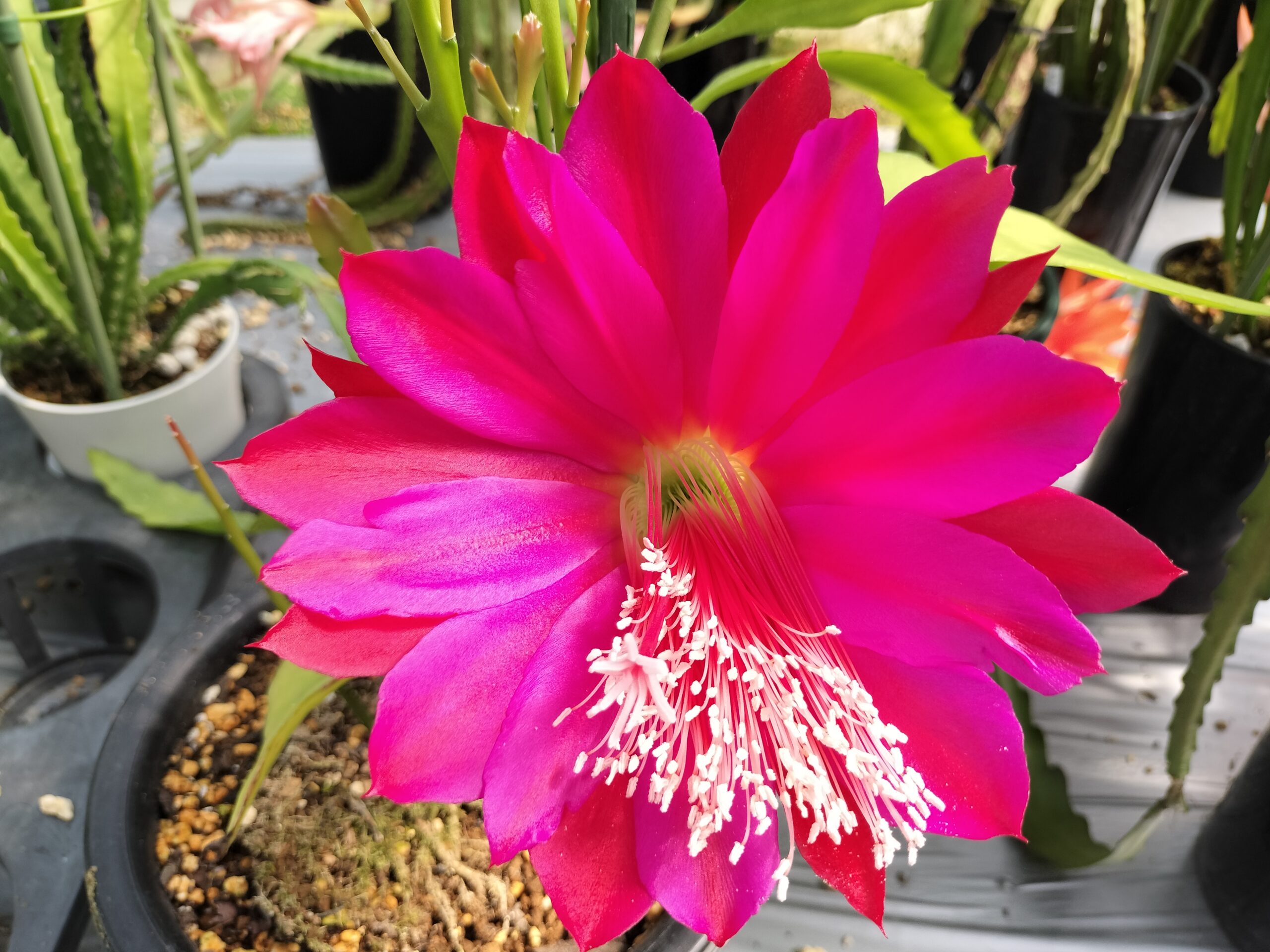 咲いた咲いた、花大名が咲いた