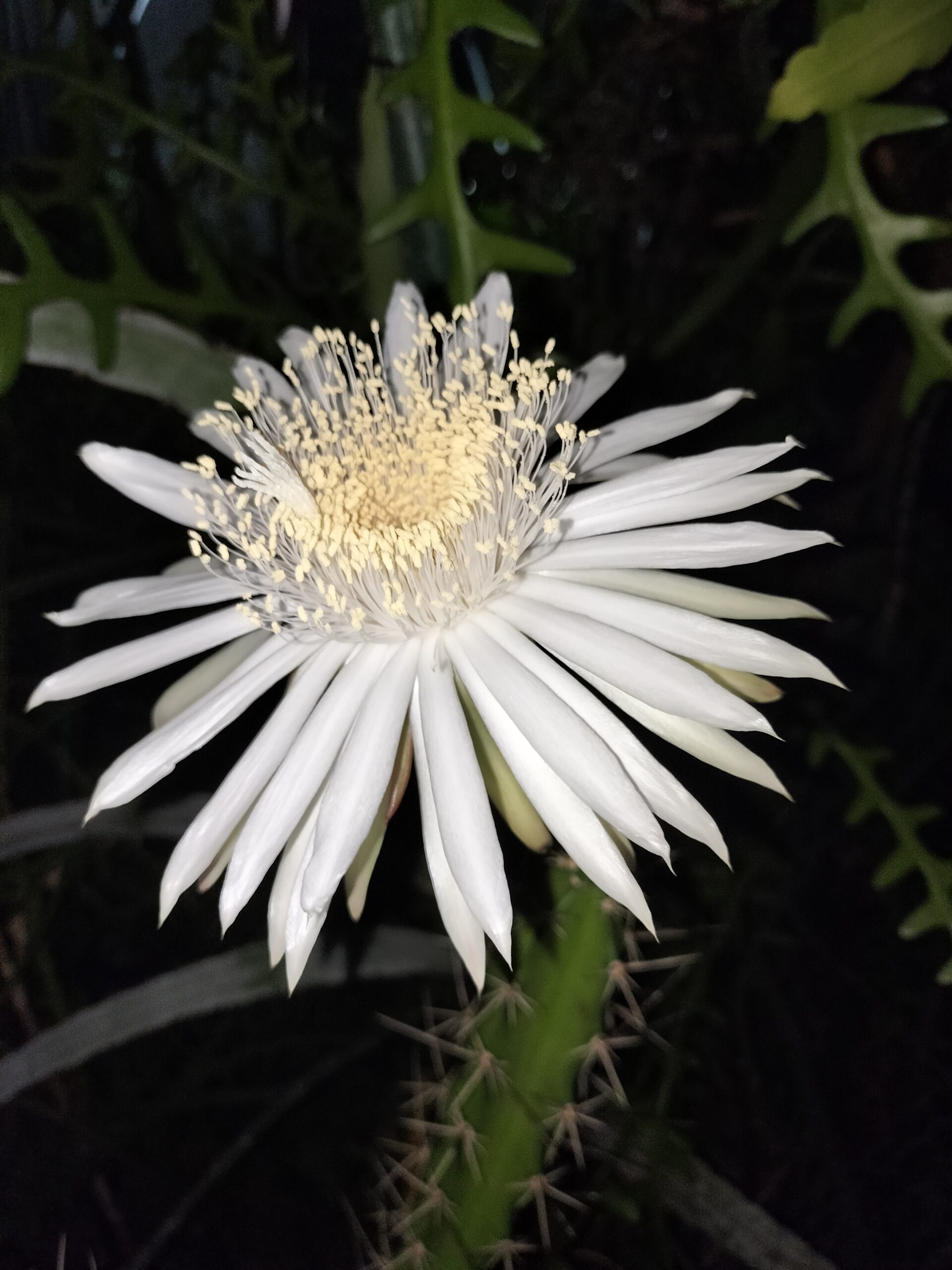 水に浮く種ってホントに芽が出ないの？