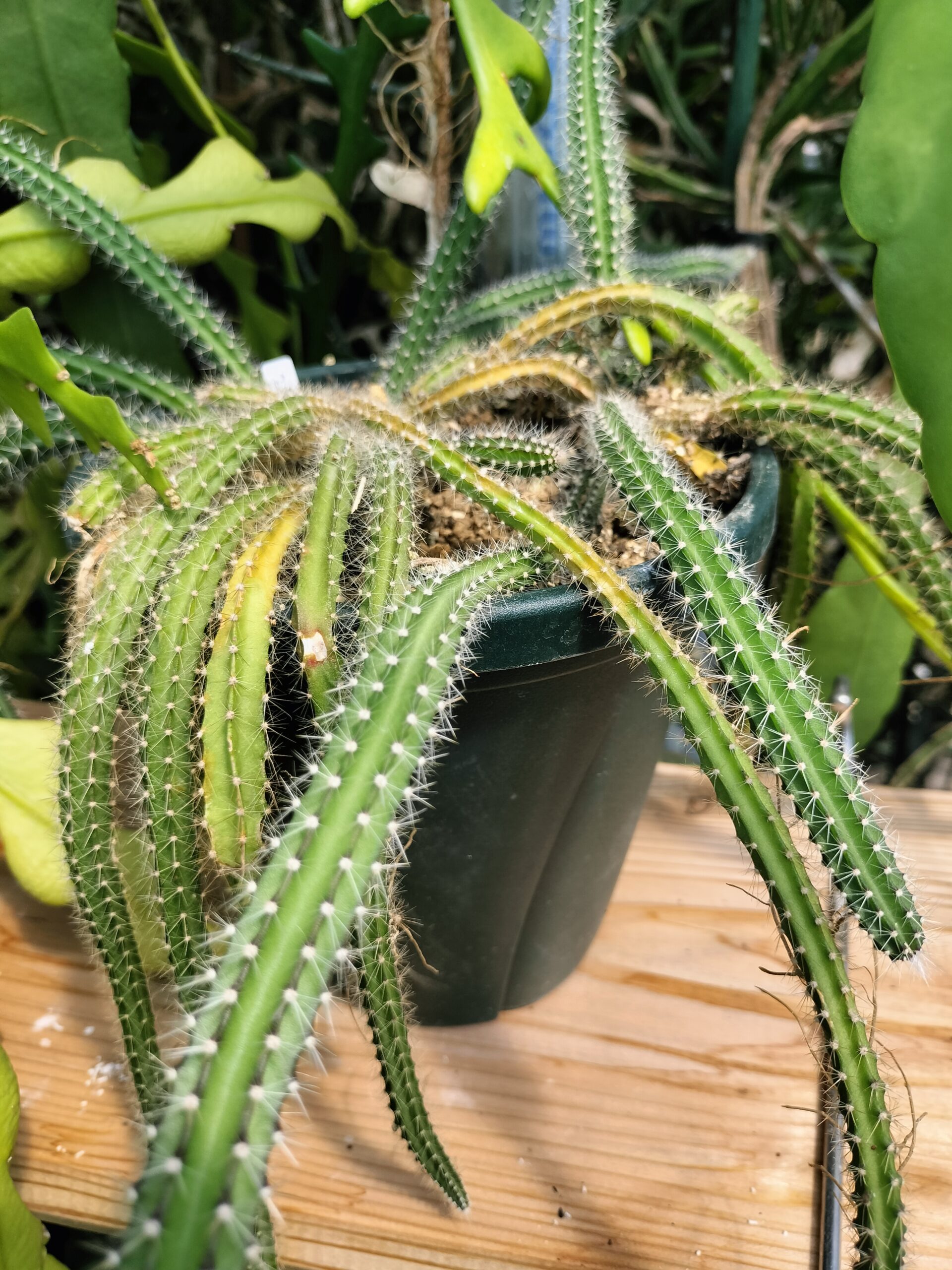 この株しか育っていない…