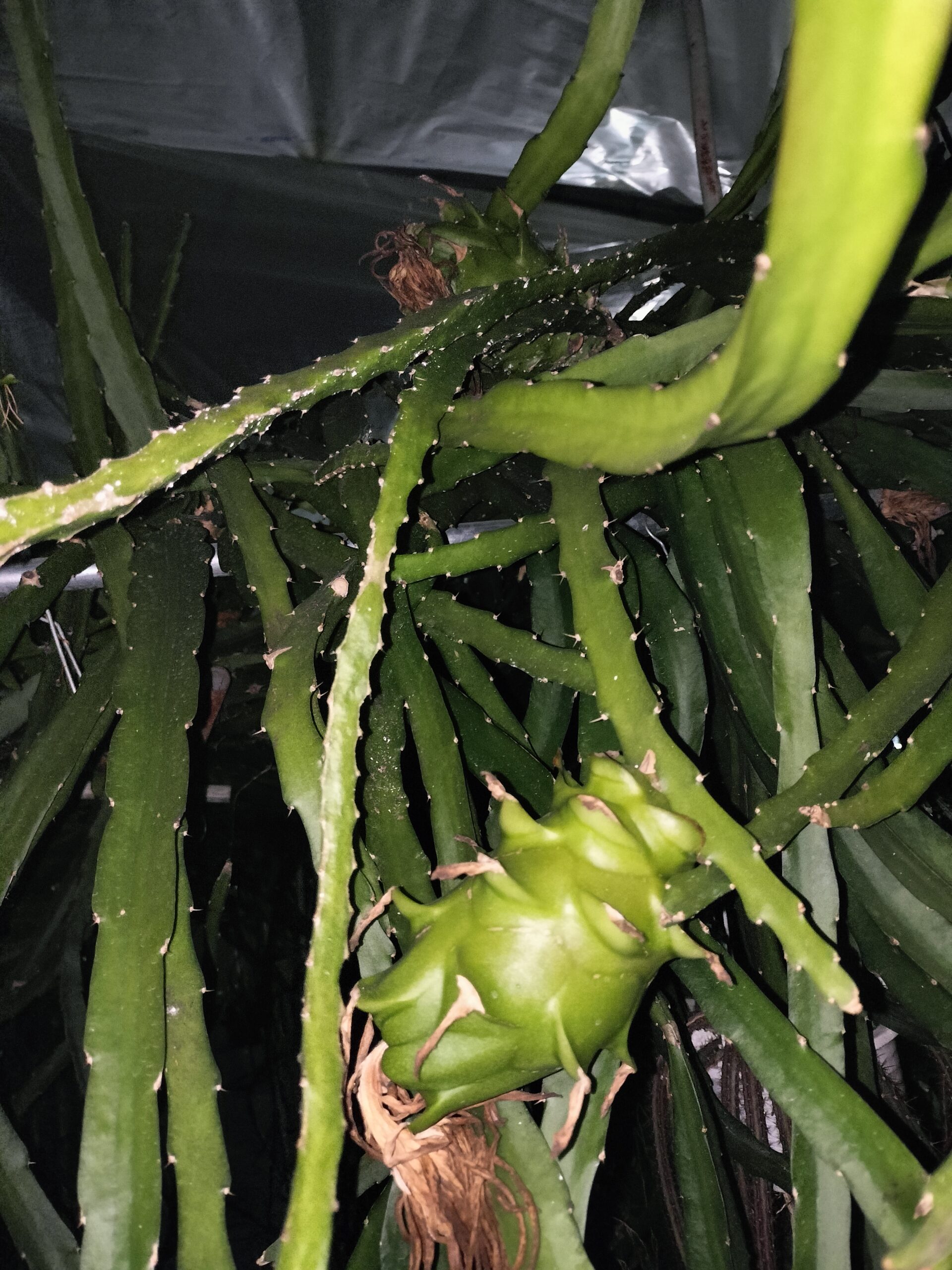 致死性遺伝子発動(Reply)