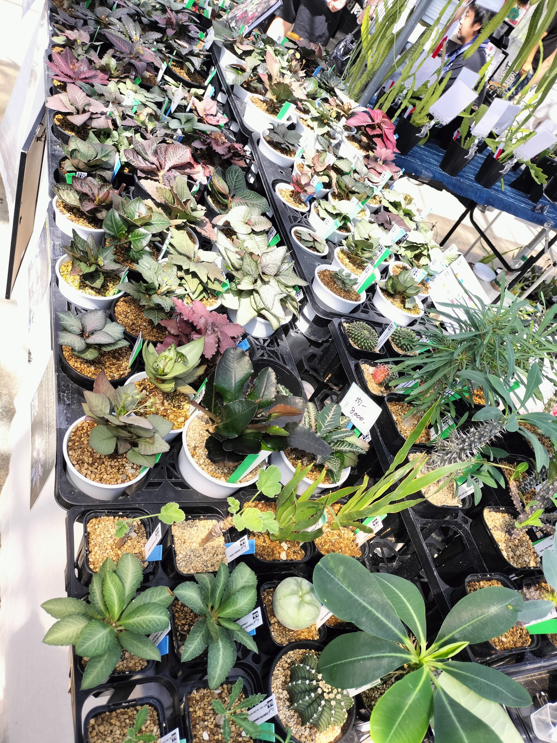 樹祭2025autumありがとうございました！