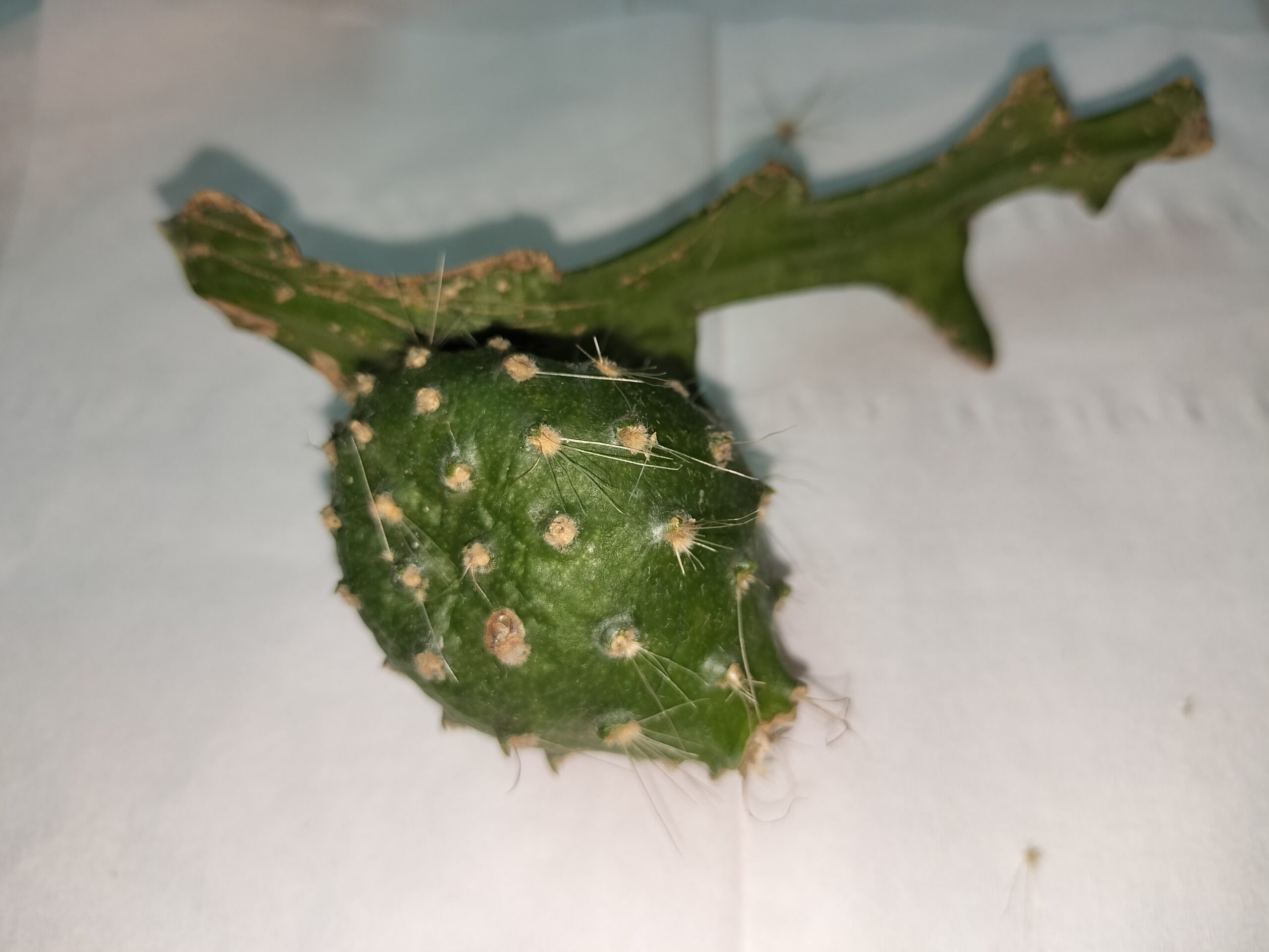 属間交配などなど