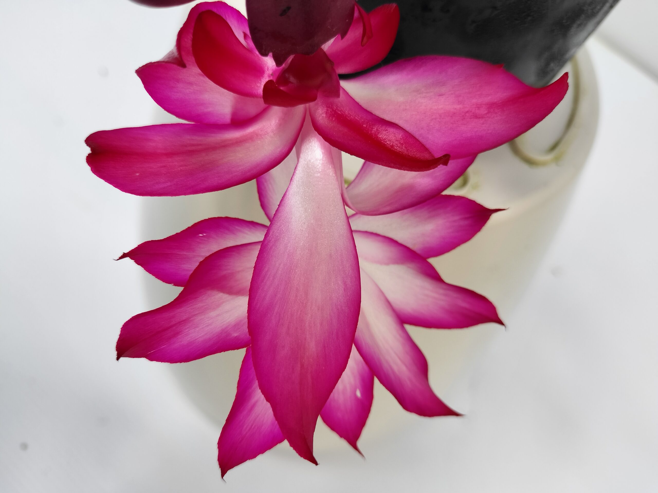 シャコバオリジナル交配種が初咲きしたよ！