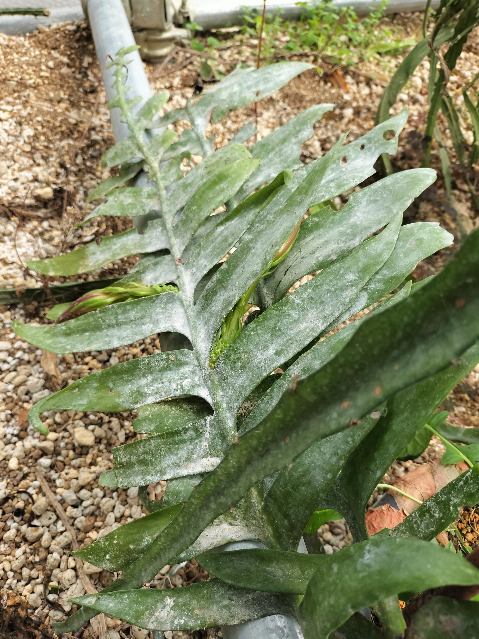 クリソカルディウム花芽いっぱい