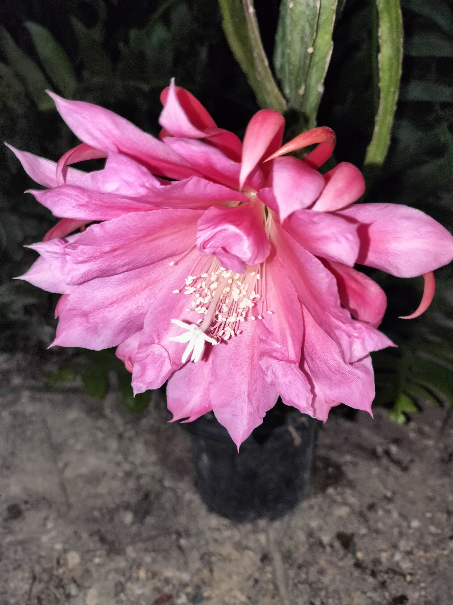 Disocactus kimnachii と Disocactus horichii