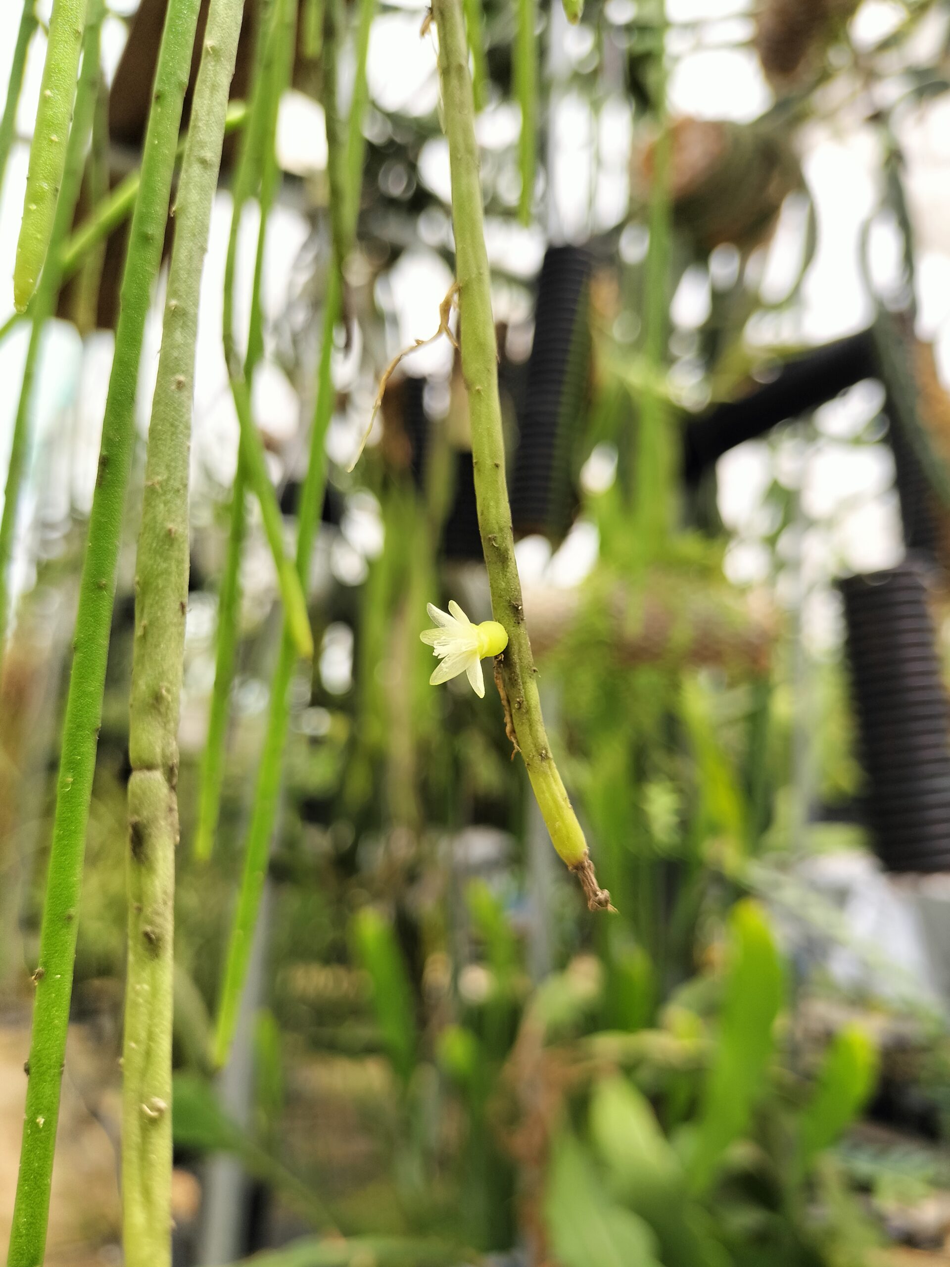 Rhipsalis baccifera を考える